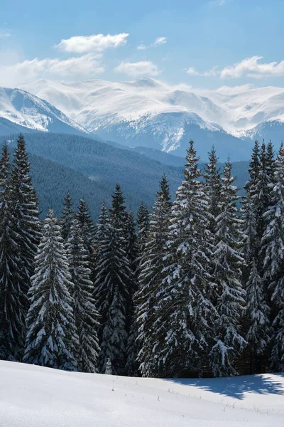 Зимний Пейзаж Высокими Горными Холмами Покрытыми Вечнозеленым Сосновым Лесом После — стоковое фото