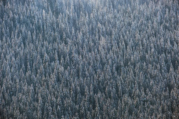Widok Góry Dół Pokryty Śniegiem Wiecznie Zielony Las Sosnowy Obfitych — Zdjęcie stockowe