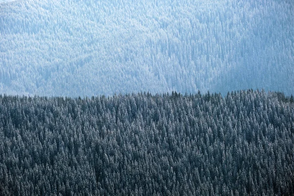 冷たい静かな日に冬の山の森の中で大雪の後 常緑の松の森をカバー雪の空中ビュートップダウン — ストック写真