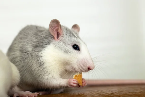 Gros Plan Rats Domestiques Blancs Mangeant Des Chapelures — Photo