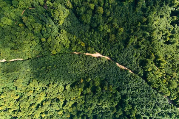 Von Oben Flache Luftaufnahme Des Dunklen Üppigen Waldes Mit Grünen — Stockfoto