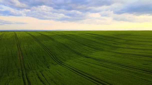 Luftaufnahme Von Grün Bewirtschafteten Landwirtschaftlichen Feldern Mit Wachsenden Pflanzen Einem — Stockvideo