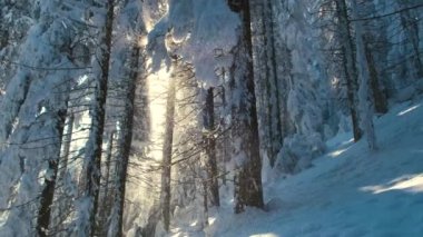 Soğuk ve sakin bir akşamda, kışın yoğun kar yağışı sırasında çam ağaçlarının arasına düşen karlı, güneşli bir manzara..
