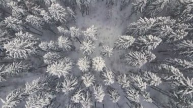 Soğuk ve sakin bir günde, kış ormanlarında yoğun kar yağışı sırasında düşen çam ormanının yukarıdan görünüşü..