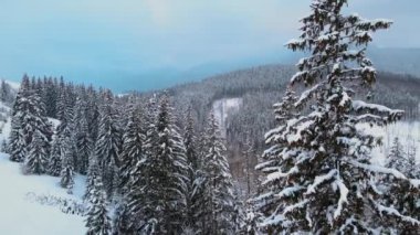 Güneşin doğuşuyla birlikte soğuk sisli dağlarda, karlı ormanlardan oluşan çam ağaçlarıyla muhteşem kış manzarası..