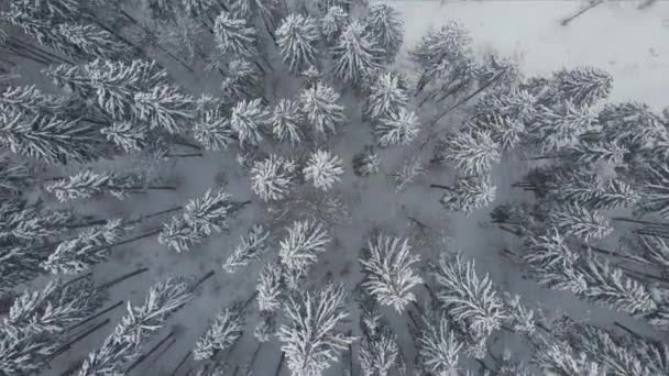 Paisagem Nebulosa Aérea Com Pinheiros Sempre Verdes Cobertos Com Neve — Vídeo de Stock