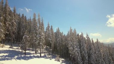 Soğuk ve aydınlık bir günde, kış ormanlarında taze karla kaplı uzun çam ağaçları..