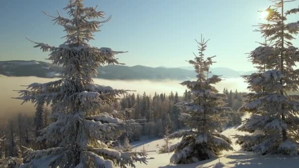 Paisagem Inverno Incrível Com Pinheiros Floresta Coberta Neve Montanhas Nebulosas — Vídeo de Stock