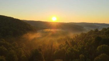 Parlak yaz günbatımında karanlık orman ağaçları üzerinde canlı sisli bir akşam. Alacakaranlıkta vahşi ormanın inanılmaz manzarası.