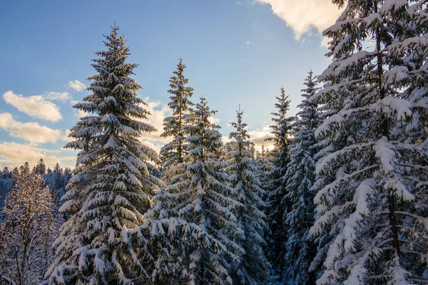 Akşamları Soğuk Dağlarda Karla Kaplı Ormanlardan Oluşan Filizli Karlı Hava — Stok fotoğraf