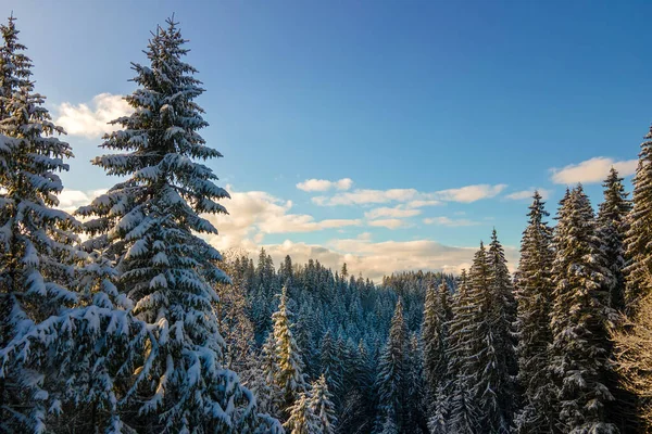 Letecká Zimní Krajina Smrkovými Stromy Zasněžených Lesů Chladných Horách Večerních — Stock fotografie