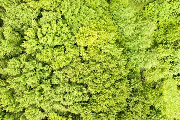 Vista Aérea Arriba Hacia Abajo Del Verde Bosque Verano Con — Foto de Stock