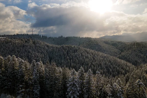 Paesaggio Invernale Con Alberi Spruse Foresta Innevata Montagne Fredde — Foto Stock