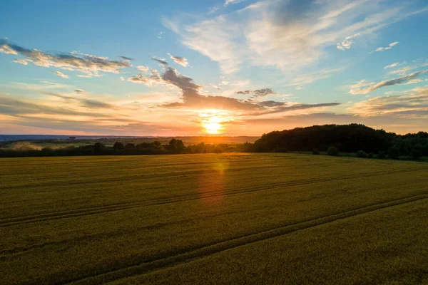 Vzdušná Krajina Pohled Žluté Obdělávané Zemědělské Pole Zralou Pšenicí Zářivý — Stock fotografie