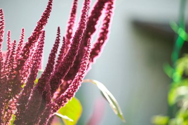 Yaz bahçesinde yetişen kırmızı kızılderili bitkisi. Yaprak sebze, tahıl ve süs bitkisi, protein ve amino asit kaynağı.