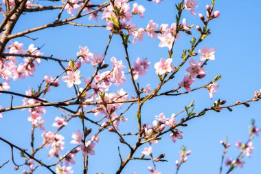 Bahar bahçesinde çiçek açan beyaz ve pembe yapraklı meyve ağacı dalları.
