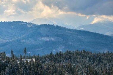 Soğuk ve aydınlık bir günde, kış ormanlarında şiddetli kar yağışı sırasında, her daim yeşil çam ağaçları olan parlak manzara..