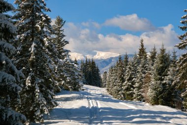 Çam ağaçlarıyla kaplı parlak kış manzarası. Taze kar yağışı ve soğuk kış günlerinde dağ ormanlarında dar patikalar..