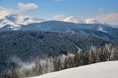 Soğuk ve aydınlık bir günde, kış ormanlarında şiddetli kar yağışı sırasında, her daim yeşil çam ağaçları olan parlak manzara..