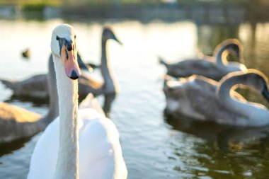 Yazın göl suyunda yüzen beyaz ve gri kuğular.