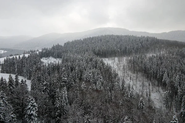 Воздушный Туманный Пейзаж Вечнозелеными Соснами Покрытыми Свежим Снегом После Сильного — стоковое фото
