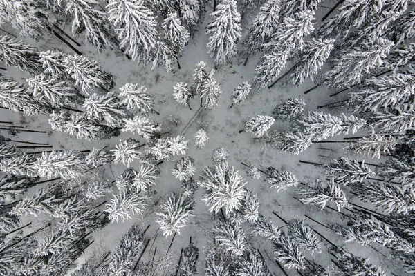 Soğuk Sakin Bir Günde Kış Ormanlarında Yoğun Kar Yağışı Sonrası — Stok fotoğraf
