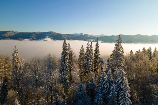 Paisagem Inverno Incrível Com Pinheiros Floresta Coberta Neve Montanhas Nebulosas — Fotografia de Stock