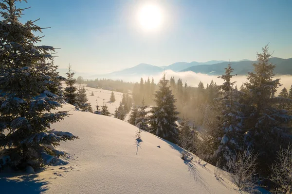 Paisagem Inverno Incrível Com Pinheiros Floresta Coberta Neve Montanhas Nebulosas — Fotografia de Stock