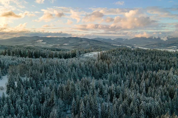 Zimní Krajina Smrkovými Stromy Zasněženého Lesa Chladných Horách — Stock fotografie