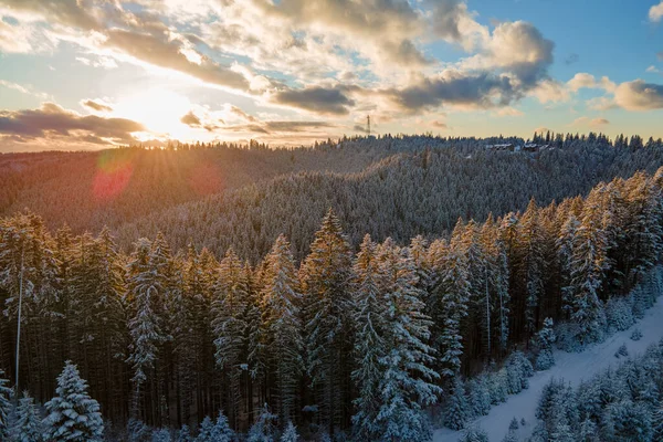 Vinterlandskab Med Grantræer Snedækket Skov Kolde Bjerge - Stock-foto