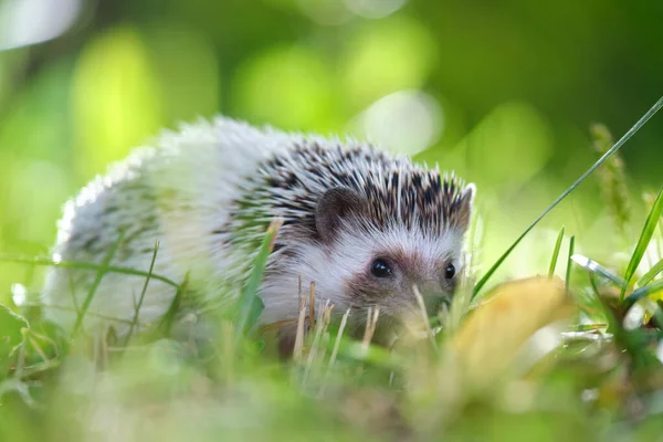 Pequeña Mascota Erizo Africano Hierba Verde Aire Libre Día Verano — Foto de Stock