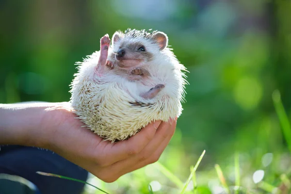 Human Hands Holding Little African Hedgehog Pet Outdoors Summer Day — Stock Photo, Image