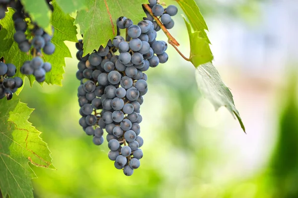 Blue Grape Branch Growing Vine Yard Autumn Garden — Stock Photo, Image