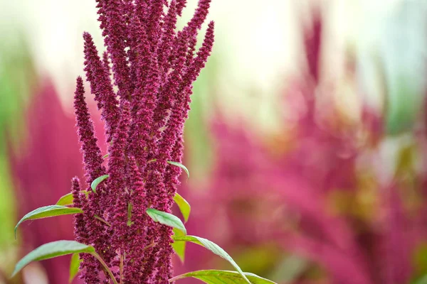 Indická Červená Amaranth Rostlina Rostoucí Letní Zahradě Listová Zelenina Obiloviny — Stock fotografie