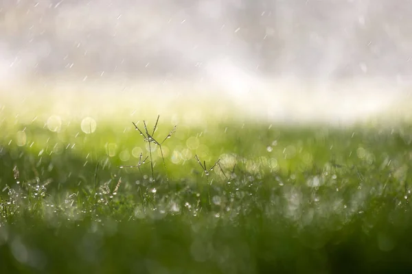 Großaufnahme Von Regentropfen Die Sommer Auf Das Grüne Gras Fallen — Stockfoto