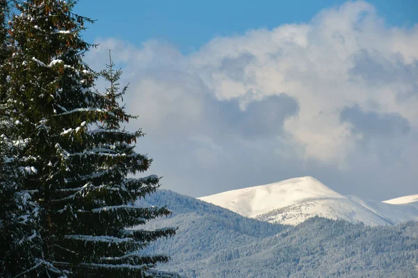 Kiefern Mit Neuschnee Bedeckt Winterlichen Bergwald Kalten Hellen Tagen — Stockfoto