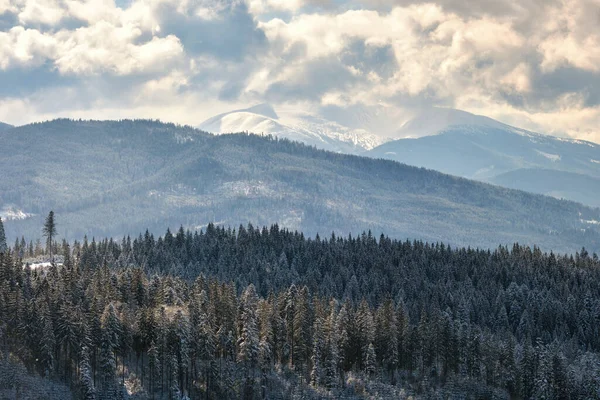 寒冷而明亮的冬季山林 大雪下 美丽的风景和高大的常绿松树 — 图库照片
