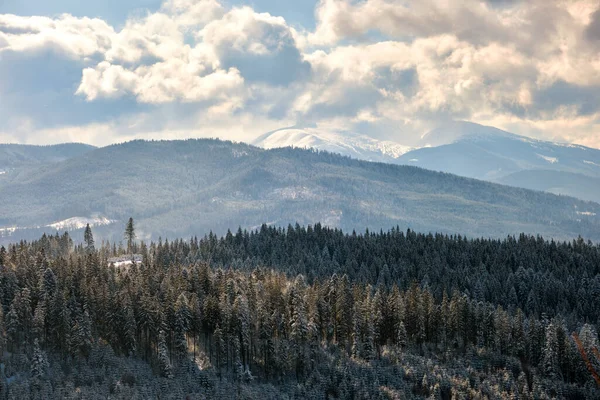 Winterlandschaft Mit Sprossen Bäumen Aus Schneebedecktem Wald Kalten Bergen — Stockfoto