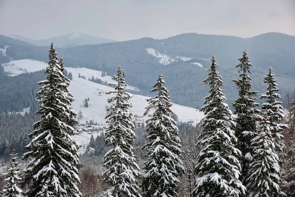 寒冷阴郁的夜晚 在寒冷的山林里 树木覆盖着新鲜落雪的凄凉景象 — 图库照片