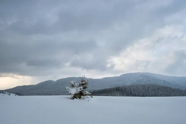 Luminoso Paesaggio Invernale Con Pini Ricoperti Neve Fresca Caduta Nella — Foto Stock