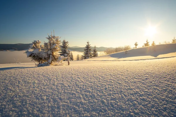 Paisagem Inverno Incrível Com Pinheiros Floresta Coberta Neve Montanhas Frias — Fotografia de Stock