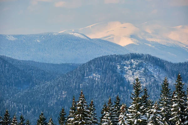 Zimowy Krajobraz Wysokimi Wzgórzami Pokrytymi Wiecznie Zielonym Lasem Sosnowym Obfitych — Zdjęcie stockowe