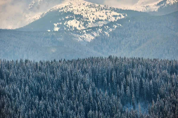 Dennenbomen Bedekt Met Verse Gevallen Sneeuw Winter Bergbos Koude Heldere — Stockfoto