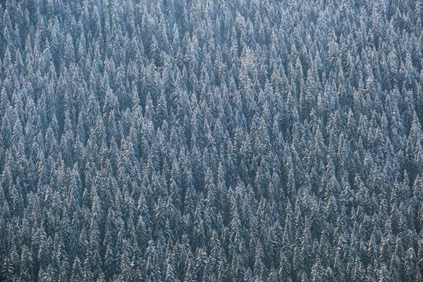 Von Oben Nach Unten Luftaufnahme Des Schneebedeckten Immergrünen Kiefernwaldes Nach — Stockfoto