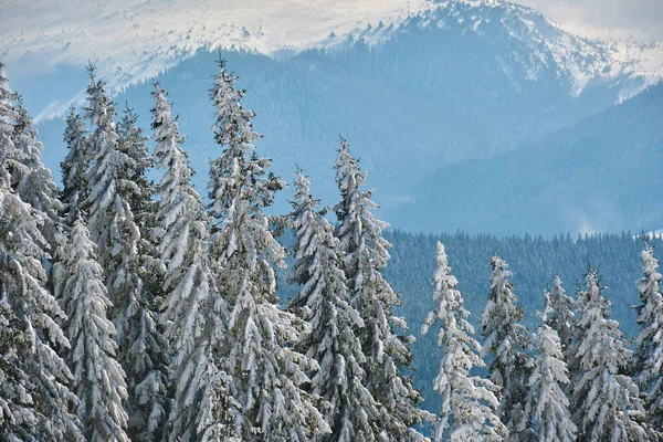 Pini Ricoperti Neve Fresca Caduta Nella Foresta Montana Invernale Nelle — Foto Stock