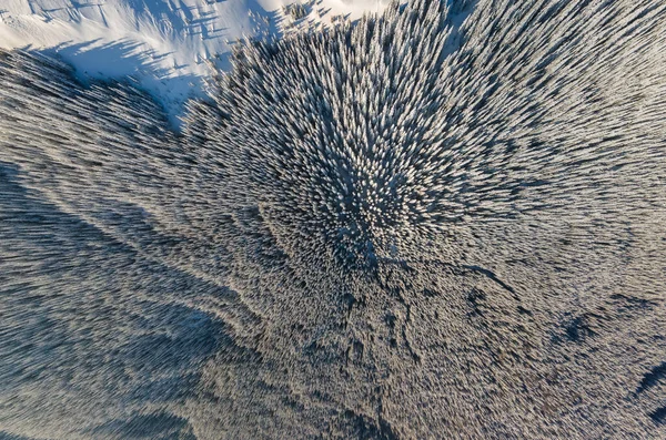 Von Oben Nach Unten Luftaufnahme Des Schneebedeckten Immergrünen Kiefernwaldes Nach — Stockfoto