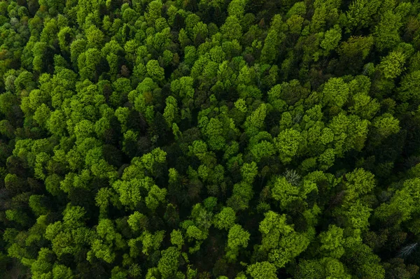 Vista Aérea Pino Mixto Oscuro Exuberante Bosque Con Copas Árboles — Foto de Stock