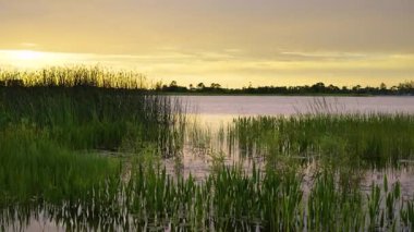 Güney tropikal sulak alanlarda göl suyu üzerinde akşam manzarası. İnanılmaz Florida doğası gün batımında.