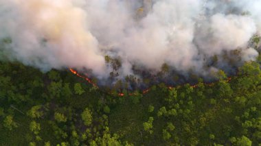 Orman işçileri Florida 'da yanma reçetesi uyguluyor. Kontrollü alevler kuru çayırlarda yavaşça ilerliyor.