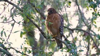 Kırmızı omuzlu şahin kuşu ağaç dalına tüneyip yaz ormanlarında avlanmak için av arıyor..